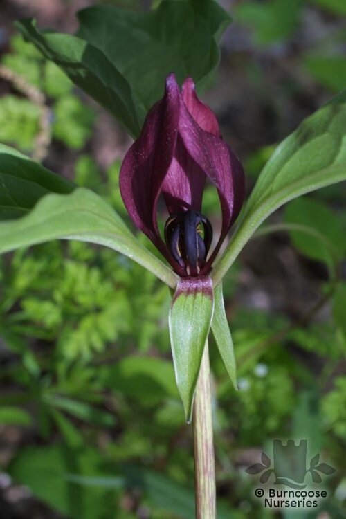 TRILLIUM recurvatum  