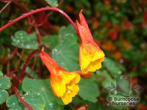 TROPAEOLUM tuberosum 'Ken Aslet' 