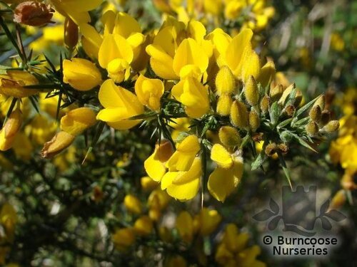 ULEX europaeus  