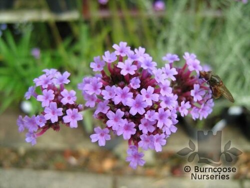 VERBENA   