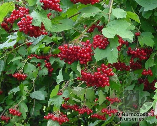 VIBURNUM opulus  