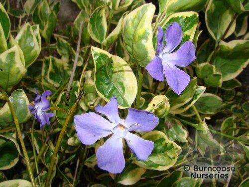 VINCA major 'Variegata' 