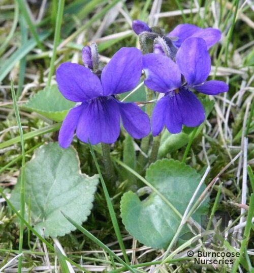 VIOLA odorata  