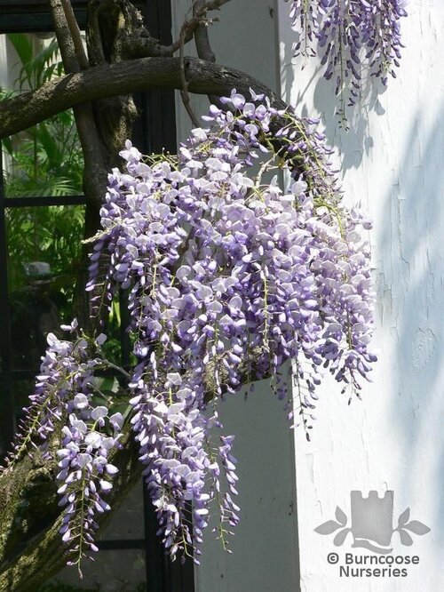 WISTERIA floribunda  