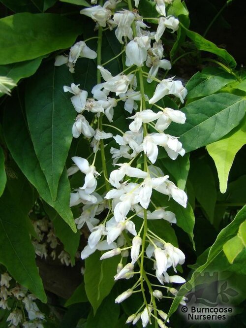 WISTERIA floribunda 'Alba' 