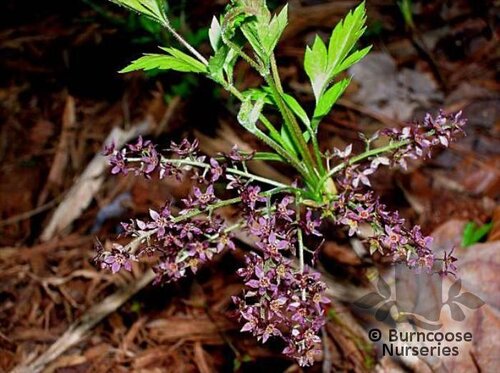XANTHORHIZA simplicissima  