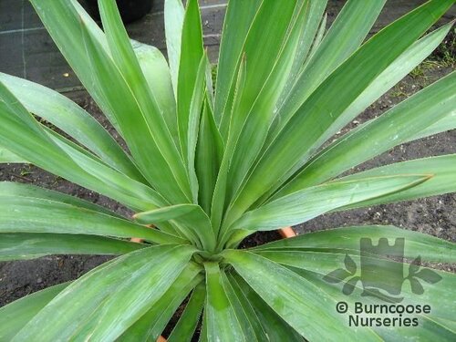 YUCCA gloriosa  