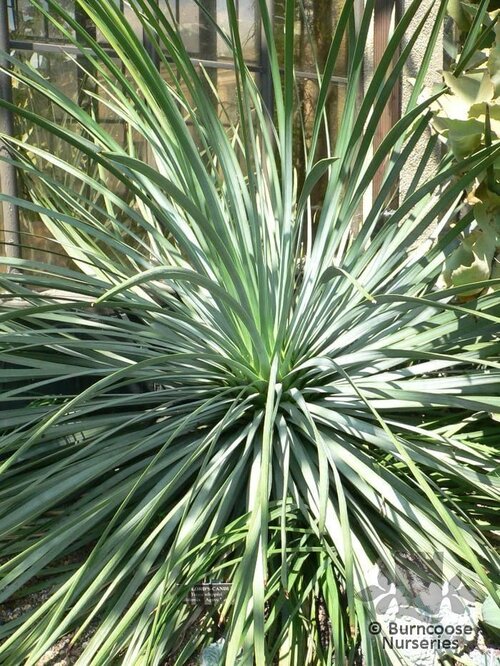 YUCCA whipplei  