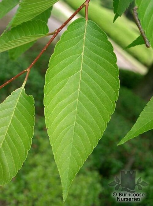 ZELKOVA   