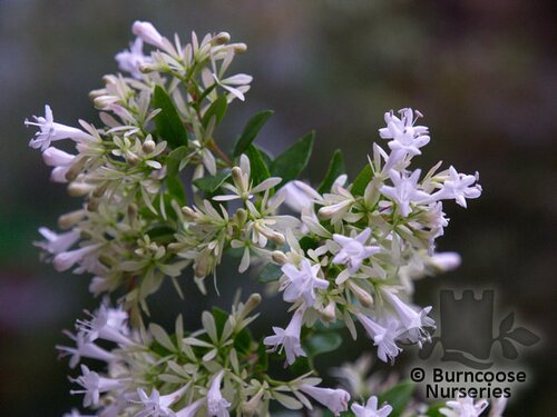 ABELIA chinensis  