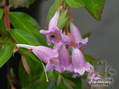 ABELIA 'Edward Goucher'  