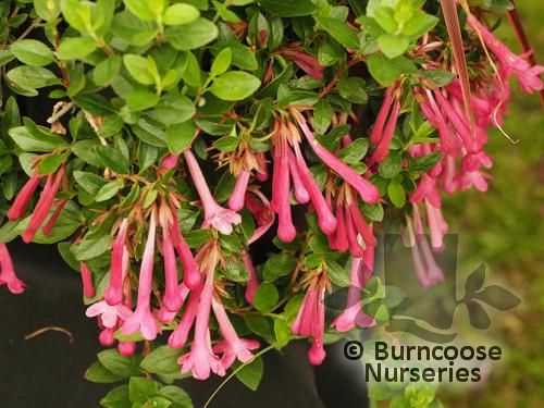 ABELIA floribunda  