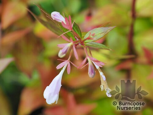 ABELIA x grandiflora 'Gold Jewel' 