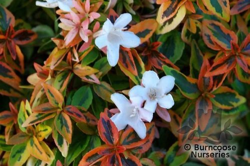 ABELIA x grandiflora 'Kaleidoscope' 