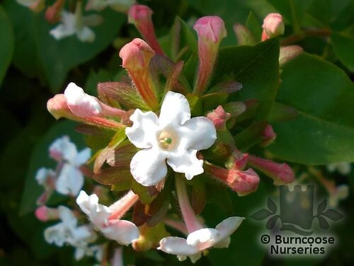 ABELIA mosanensis  