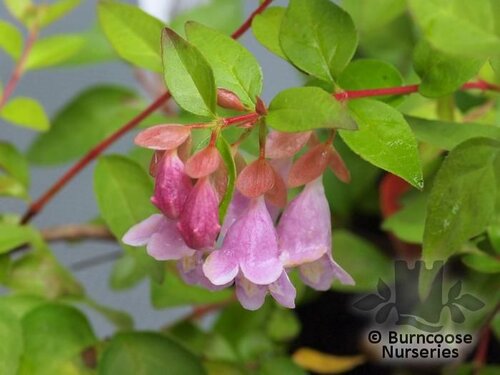 ABELIA schumanii  