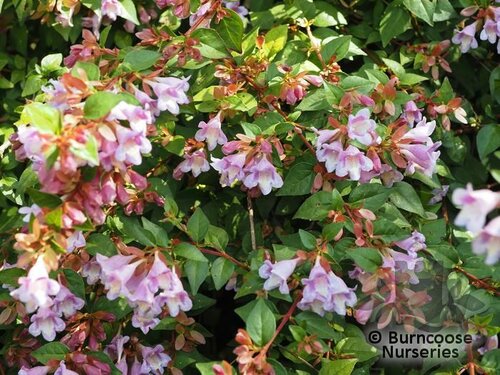 ABELIA x grandiflora  