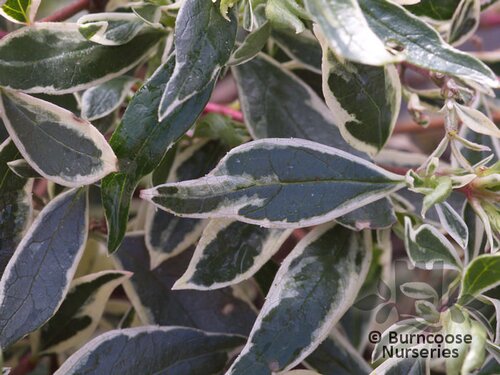ABELIA x grandiflora 'Confetti' 