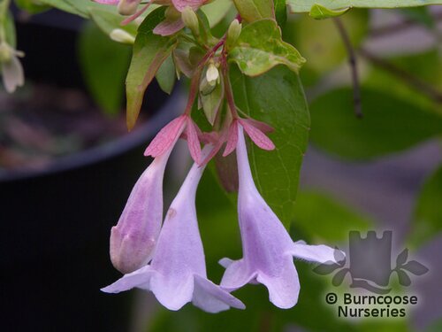 ABELIA x grandiflora 'Francis Mason' 