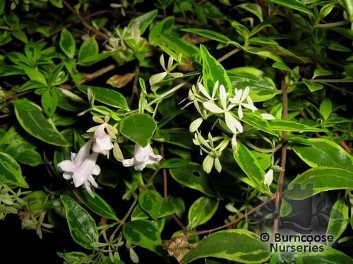 ABELIA x grandiflora 'Hopleys Variety' 