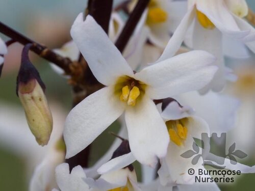 ABELIOPHYLLUM distichum  