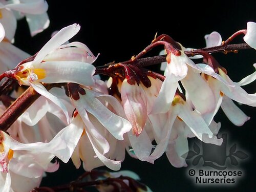 ABELIOPHYLLUM distichum 'Roseum' 