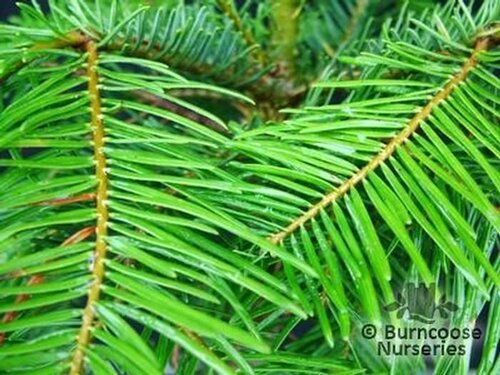 ABIES   
