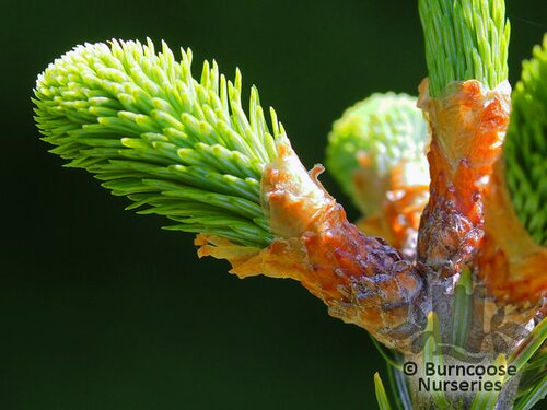 ABIES fraseri  