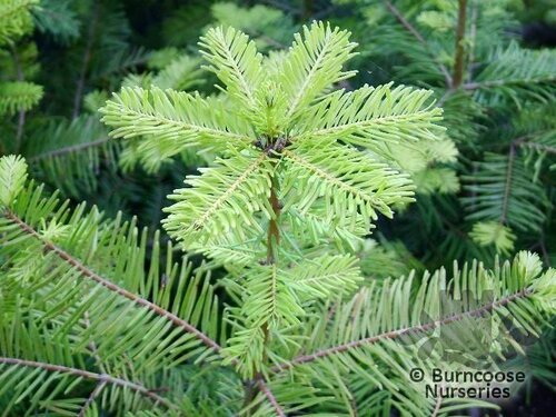 ABIES grandis  