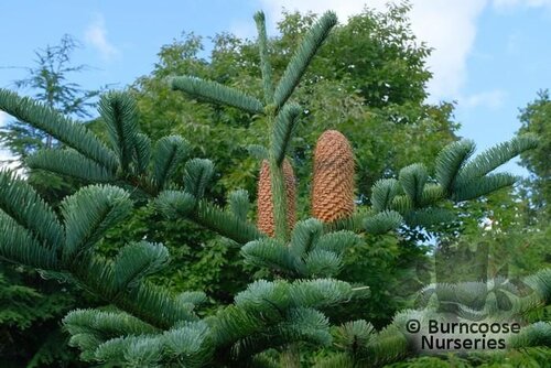 ABIES procera  