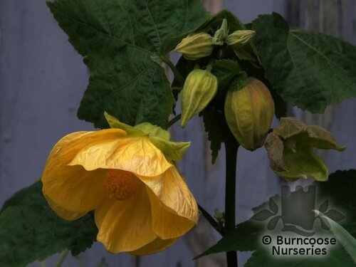 ABUTILON 'Canary Bird'  
