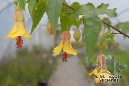 ABUTILON 'Estella's Little Bird'  