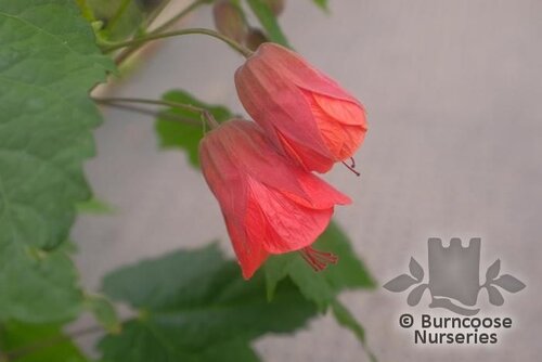 ABUTILON 'Gerdmann's Red'  
