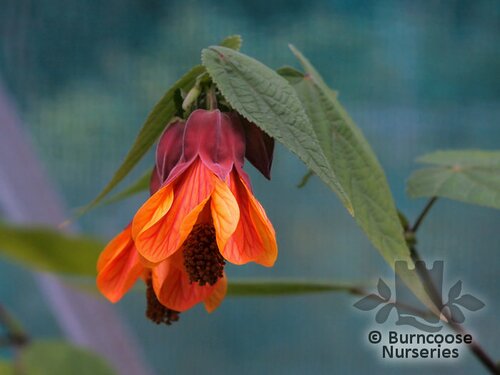 ABUTILON 'Orange Hot Lava'  