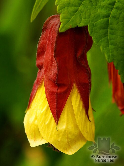 ABUTILON 'Kentish Belle'  