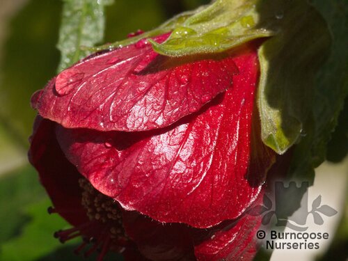 ABUTILON 'Nabob'  