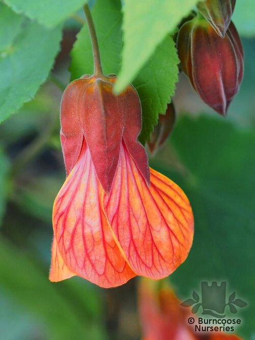 ABUTILON 'Tango'  