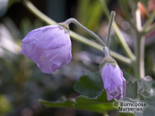 ABUTILON vitifolium 'Veronica Tennant' 