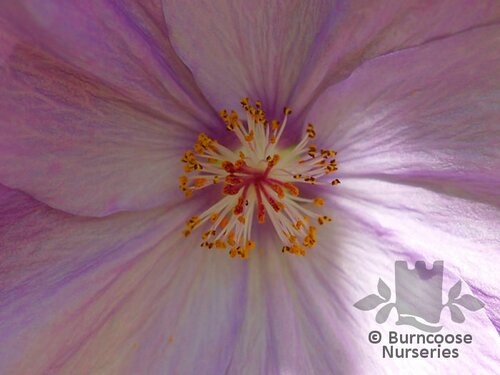 ABUTILON   