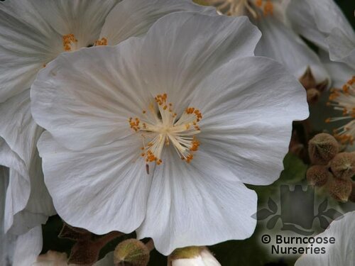 ABUTILON vitifolium 'Album' 