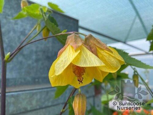 ABUTILON 'Waltz'  