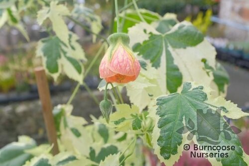 ABUTILON x hybridum 'Savitzii' 