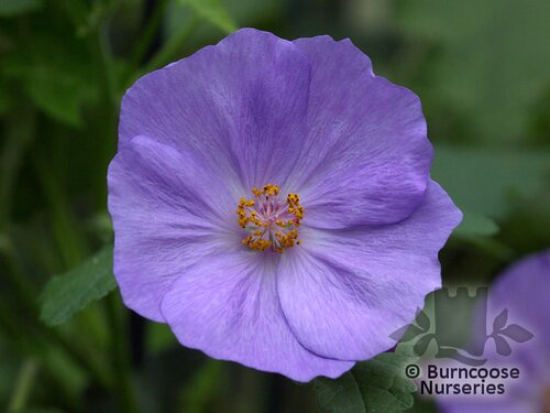ABUTILON x suntense  