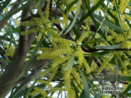 ACACIA longifolia  
