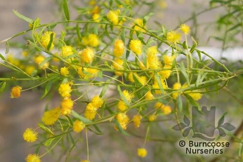 ACACIA acinacea  