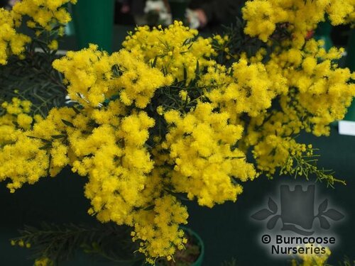 ACACIA boormanii  