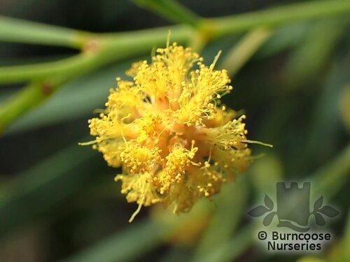 ACACIA iteaphylla  