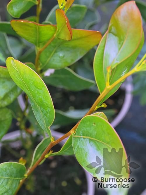 ACACIA obliquinervia  
