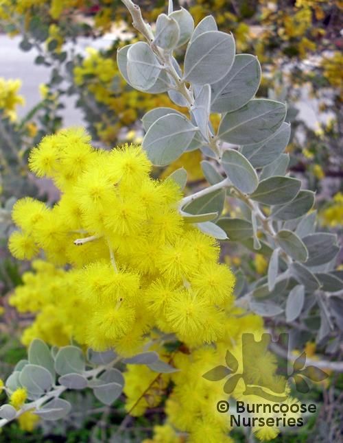 ACACIA podalyriifolia  