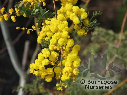 ACACIA spectabilis  